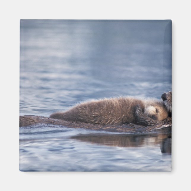 sea otter, Enhydra lutris lutris Magnet (Front)