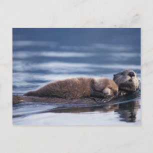 sea otter, Enhydra lutris lutris Postcard