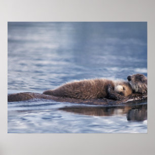 sea otter, Enhydra lutris lutris Poster