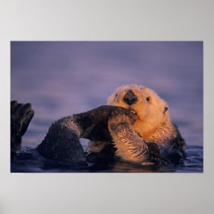 Sea Otter, Enhydra lutris Poster
