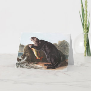 Sea Otter (Enhydra marina) Illustration Card