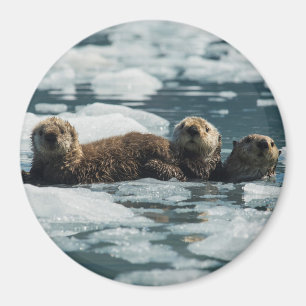 Sea Otter Family Magnet