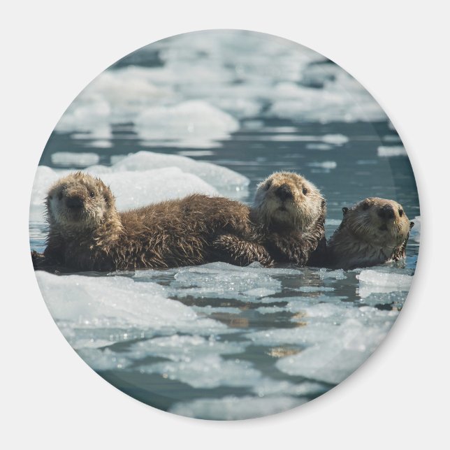 Sea Otter Family Magnet (Front)