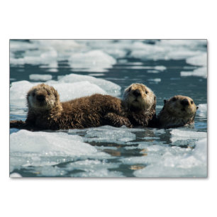 Sea Otter Family Table Number