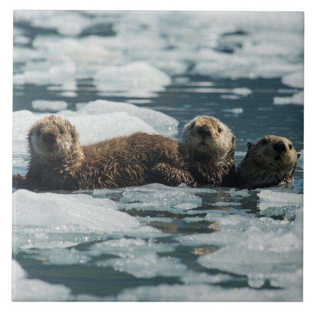Sea Otter Family Tile (Front)