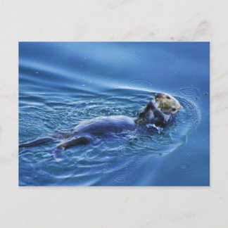 Sea Otter Postcard