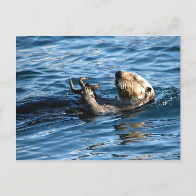 Sea Otter Postcard (Front)