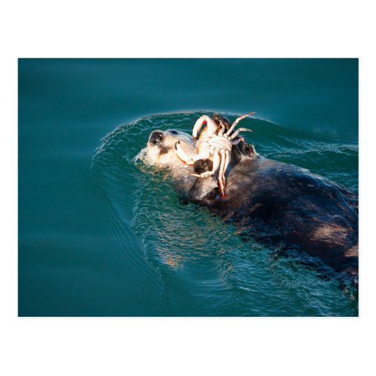 Sea Otter Postcard