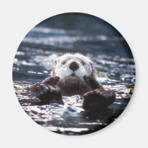 Sea Otter Swimming Magnet