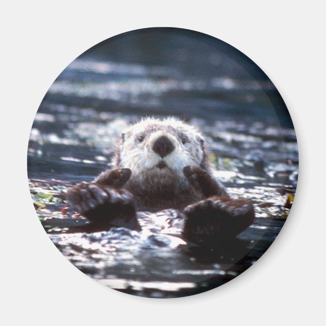 Sea Otter Swimming Magnet (Front)