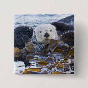 Sea otter wrapped in kelp 15 cm square badge