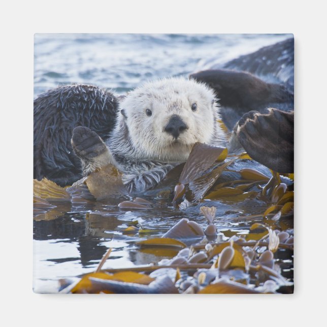 Sea otter wrapped in kelp magnet (Front)