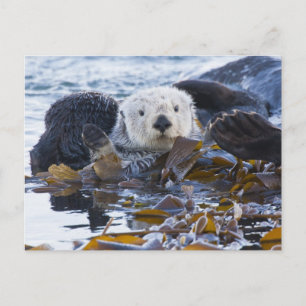 Sea otter wrapped in kelp postcard