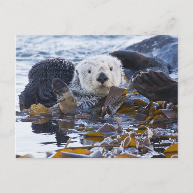 Sea otter wrapped in kelp postcard (Front)
