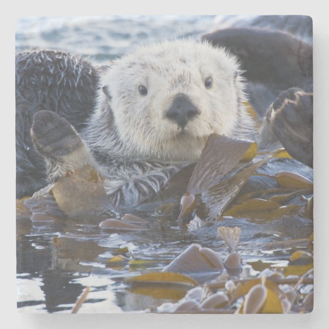 Sea otter wrapped in kelp stone coaster (Front)
