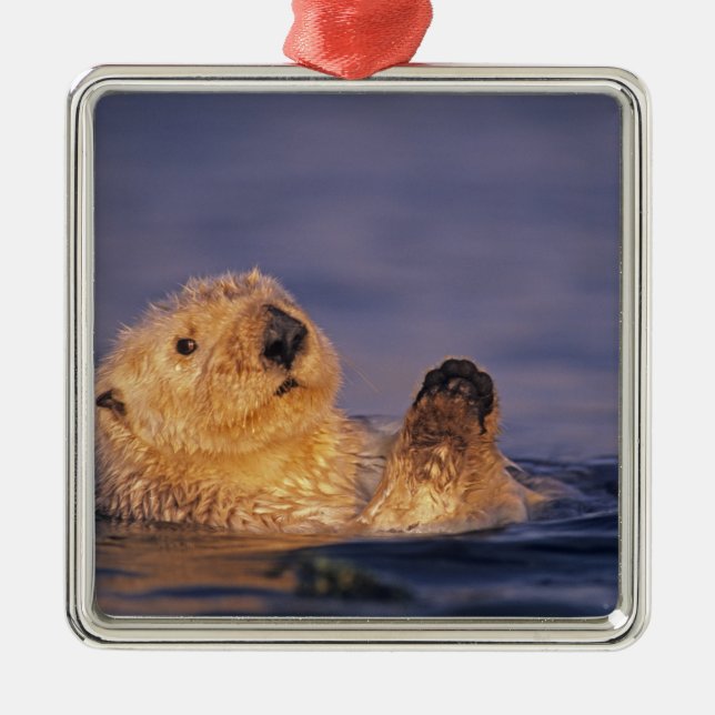 Sea Otters, Enhydra lutris 2 Metal Tree Decoration (Front)