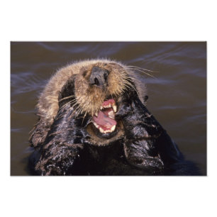 Sea Otters, Enhydra lutris 2 Photo Print