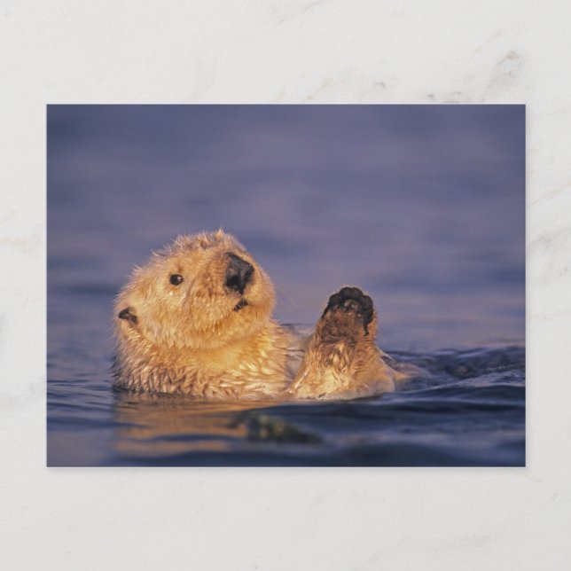 Sea Otters, Enhydra lutris 2 Postcard (Front)