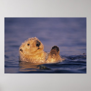 Sea Otters, Enhydra lutris 2 Poster