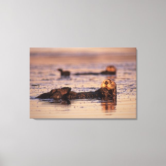 Sea Otters, Enhydra lutris 3 Canvas Print (Front)