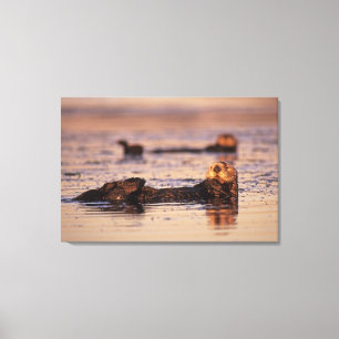 Sea Otters, Enhydra lutris 3 Canvas Print