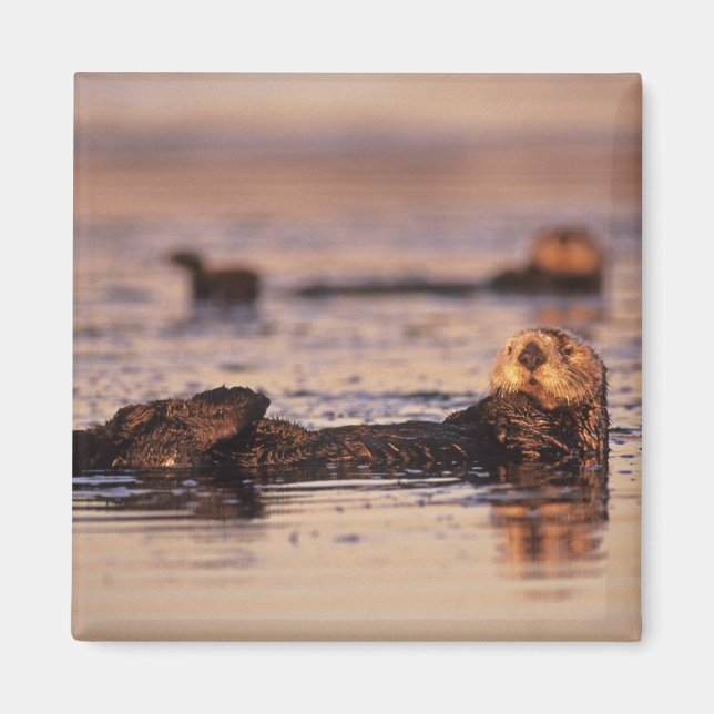 Sea Otters, Enhydra lutris 3 Magnet (Front)