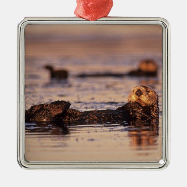 Sea Otters, Enhydra lutris 3 Metal Tree Decoration (Front)