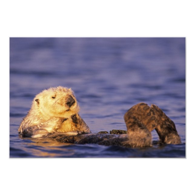 Sea Otters, Enhydra lutris 3 Photo Print (Front)