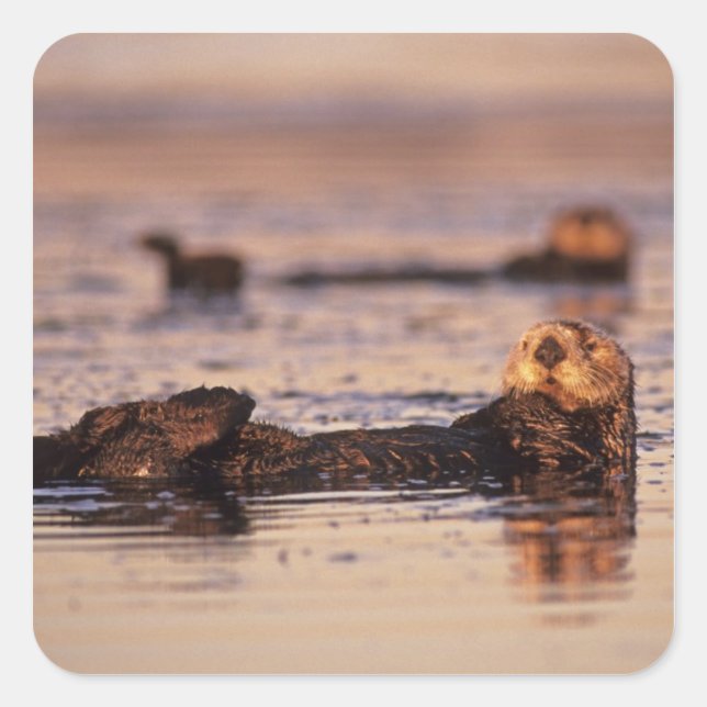Sea Otters, Enhydra lutris 3 Square Sticker (Front)