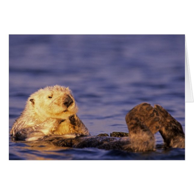 Sea Otters, Enhydra lutris 4 (Front Horizontal)