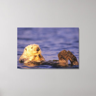 Sea Otters, Enhydra lutris 4 Canvas Print