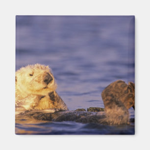 Sea Otters, Enhydra lutris 4 Magnet