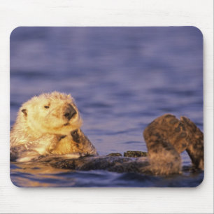 Sea Otters, Enhydra lutris 4 Mouse Mat