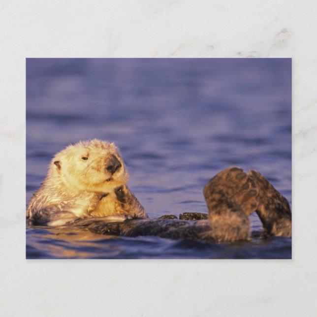 Sea Otters, Enhydra lutris 4 Postcard (Front)