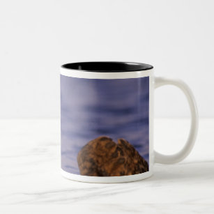 Sea Otters, Enhydra lutris 4 Two-Tone Coffee Mug