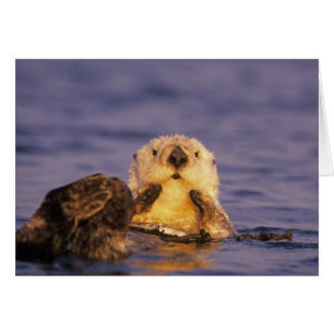 Sea Otters, Enhydra lutris 5