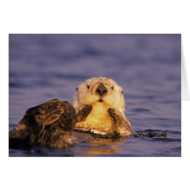 Sea Otters, Enhydra lutris 5 (Front Horizontal)