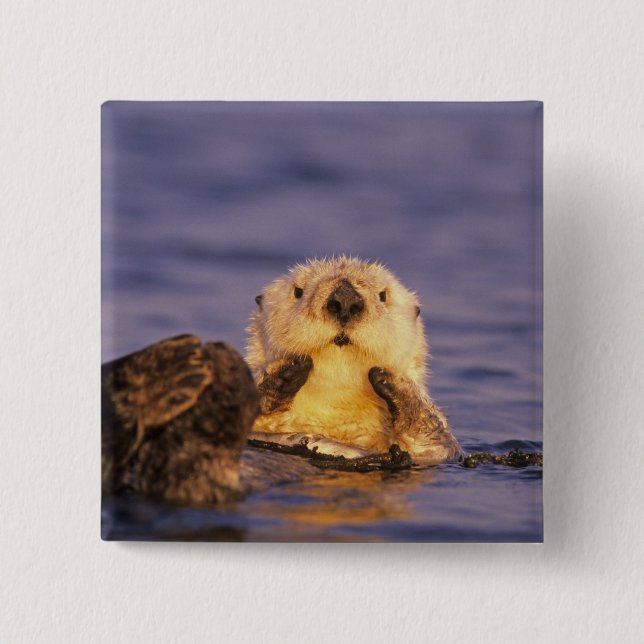 Sea Otters, Enhydra lutris 5 15 Cm Square Badge (Front)