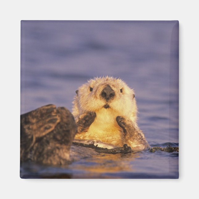 Sea Otters, Enhydra lutris 5 Magnet (Front)