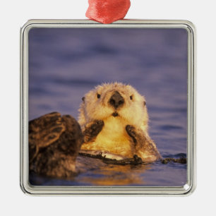 Sea Otters, Enhydra lutris 5 Metal Tree Decoration