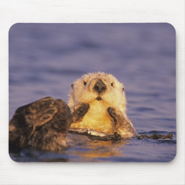 Sea Otters, Enhydra lutris 5 Mouse Mat (Front)