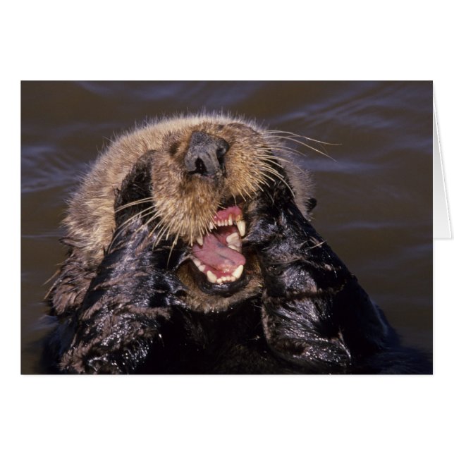 Sea Otters, Enhydra lutris 6 (Front Horizontal)