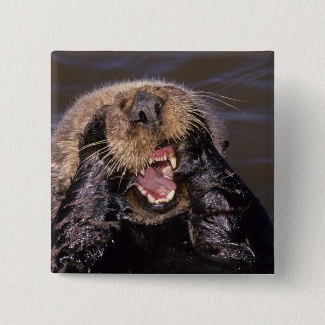 Sea Otters, Enhydra lutris 6 15 Cm Square Badge (Front)