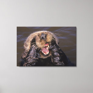 Sea Otters, Enhydra lutris 6 Canvas Print