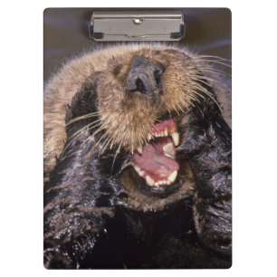 Sea Otters, Enhydra lutris 6 Clipboard