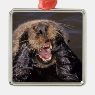 Sea Otters, Enhydra lutris 6 Metal Tree Decoration