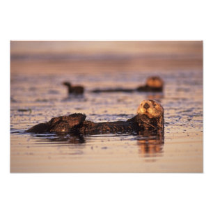 Sea Otters, Enhydra lutris 6 Photo Print