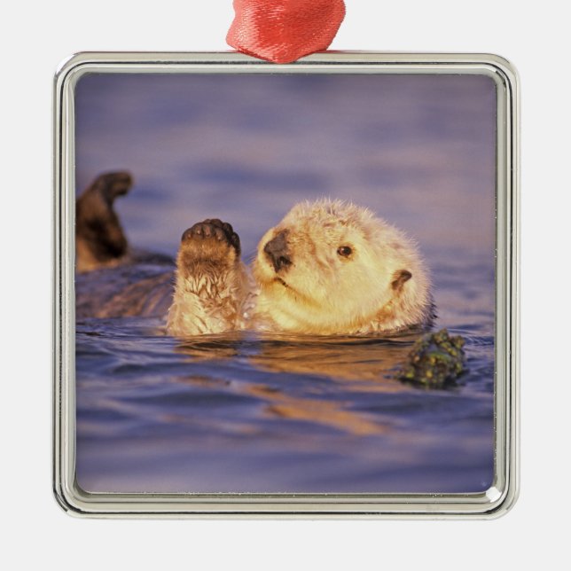 Sea Otters, Enhydra lutris Metal Tree Decoration (Front)