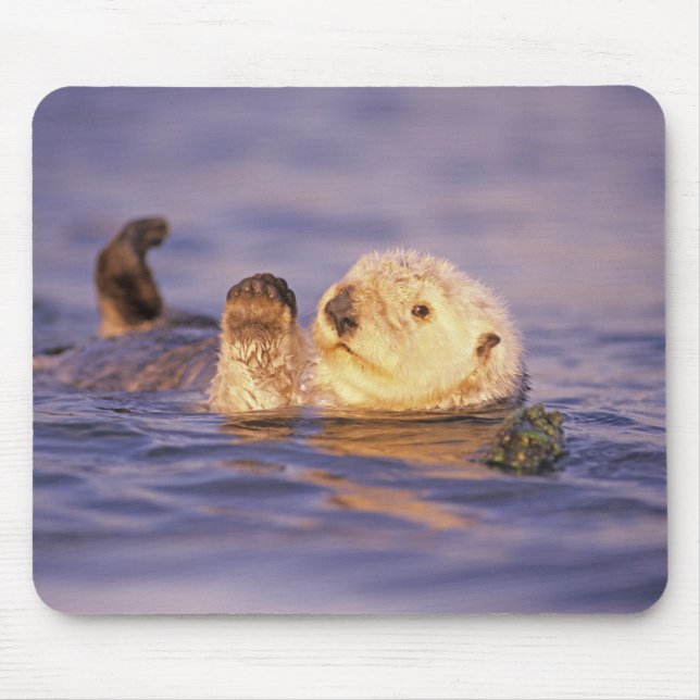Sea Otters, Enhydra lutris Mouse Mat (Front)