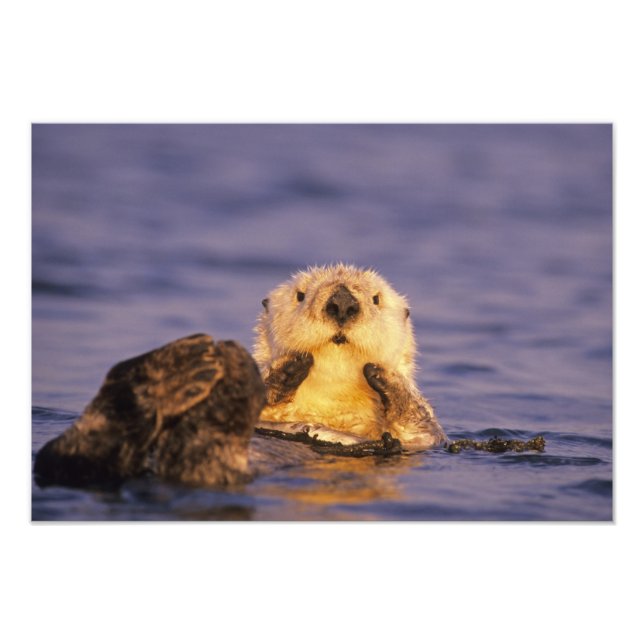 Sea Otters, Enhydra lutris Photo Print (Front)
